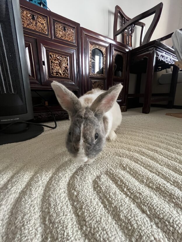 A photo of my pet rabbit, Snickers