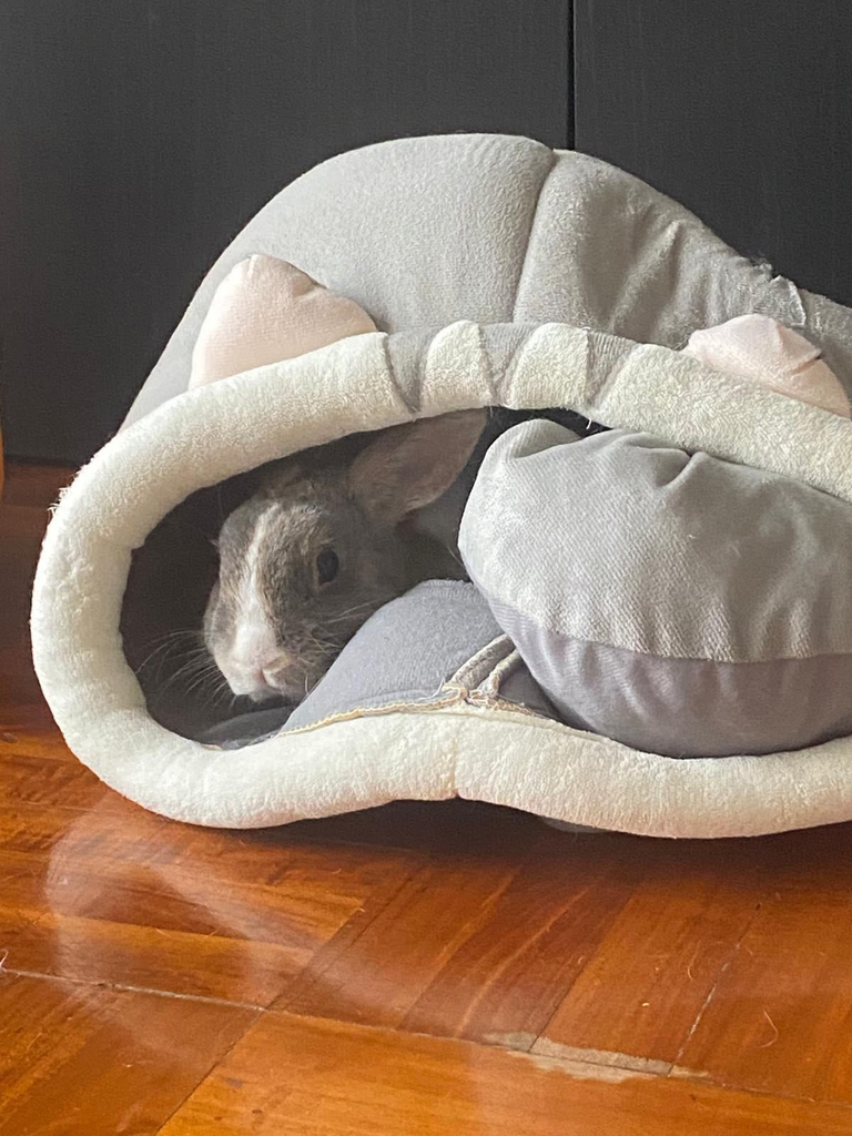 Snickers the rabbit in his hideout.